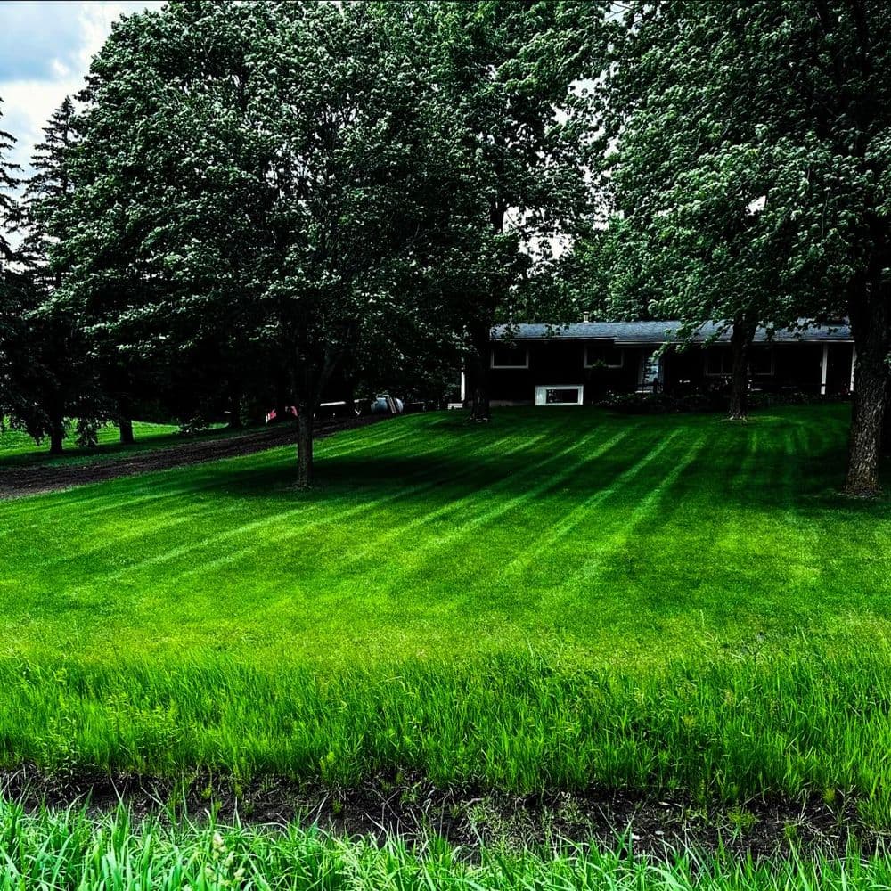 Lush green lawn with tree shadows and a house in the background on a cloudy day.